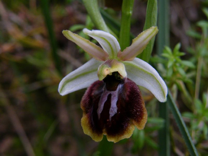 Ophrys panormitana  (Tod.) Kreutz, 2004